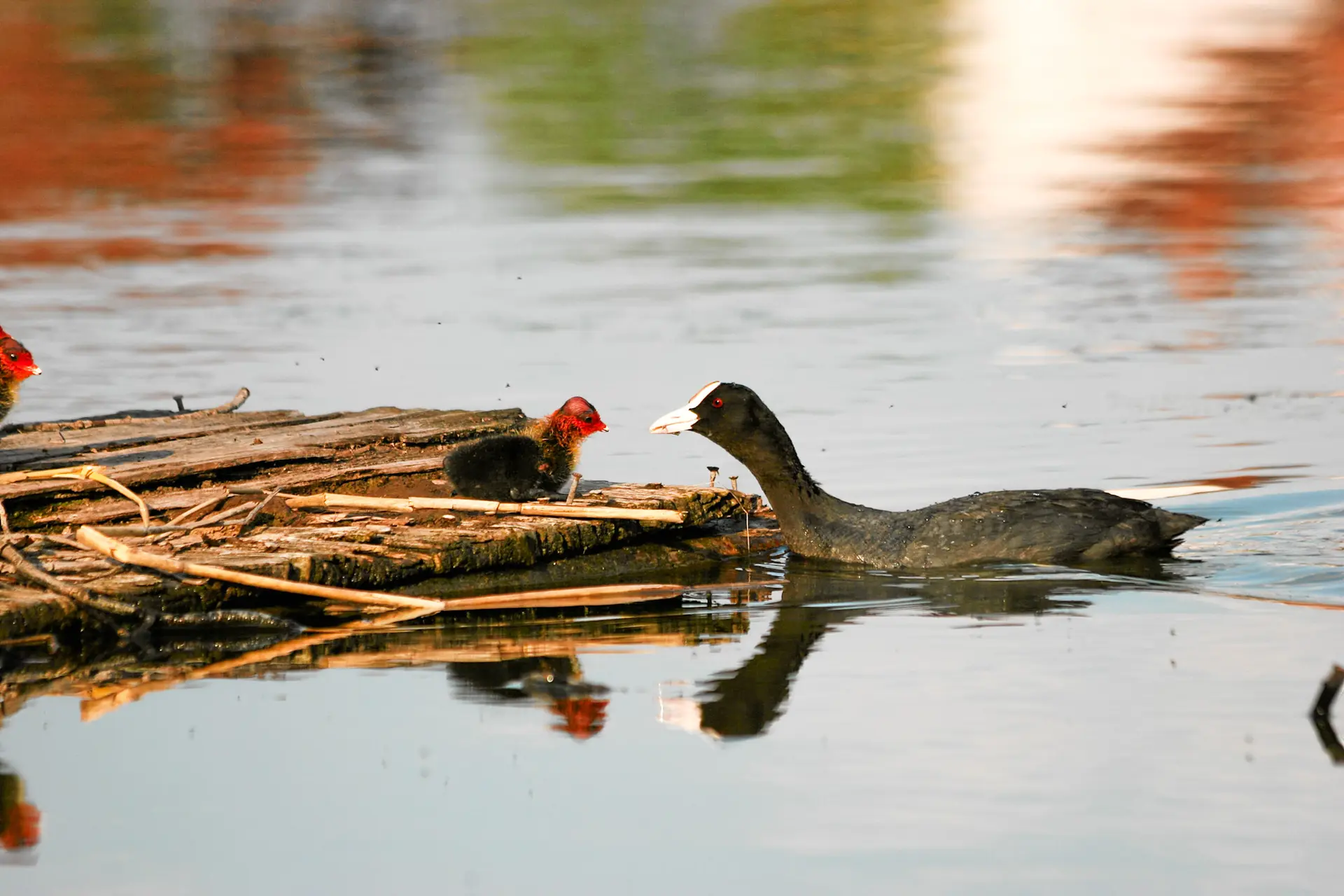 Tiere im Windfelder See
