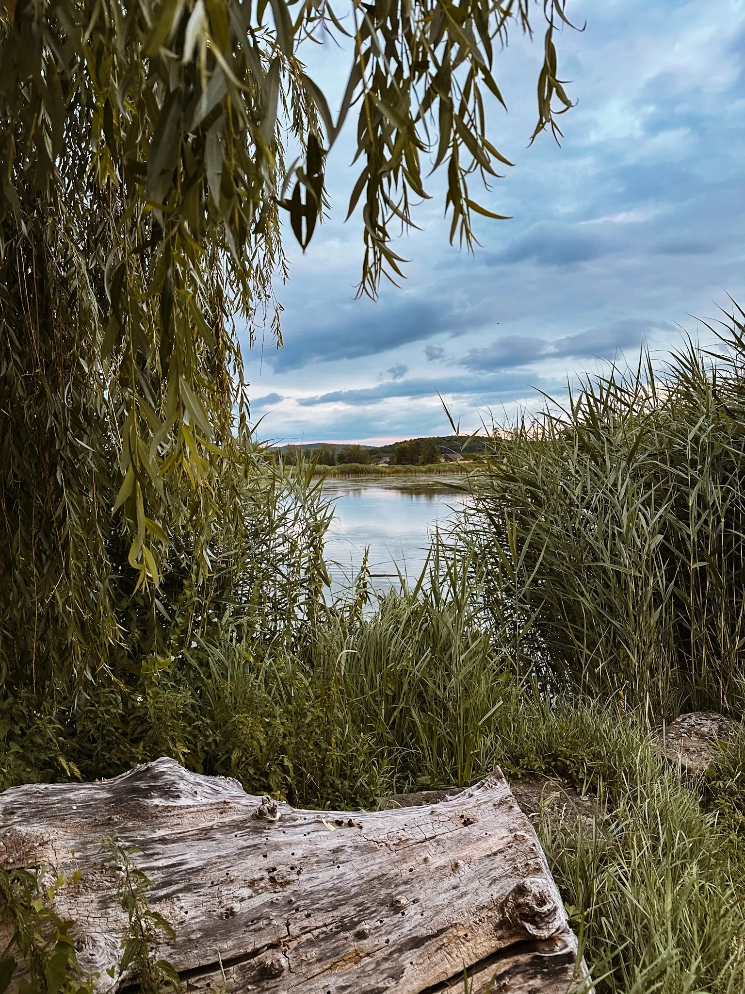 Prachtvolle Landschaft Baum Shilf Steine See Windfelder